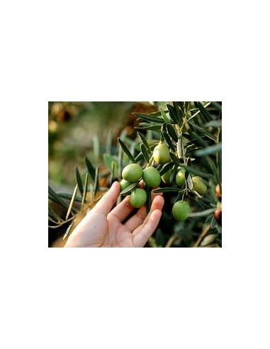 Huile d'Olive Fruité Mûr