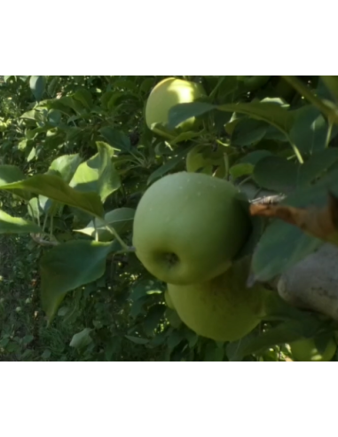 Jus de Pomme Trouble 1L