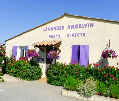 Image alt