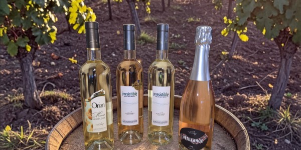 Petra Viridis : les vins de Pierrevert arrivent à la Maison de Pays Dignois